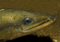   eel nightdive  